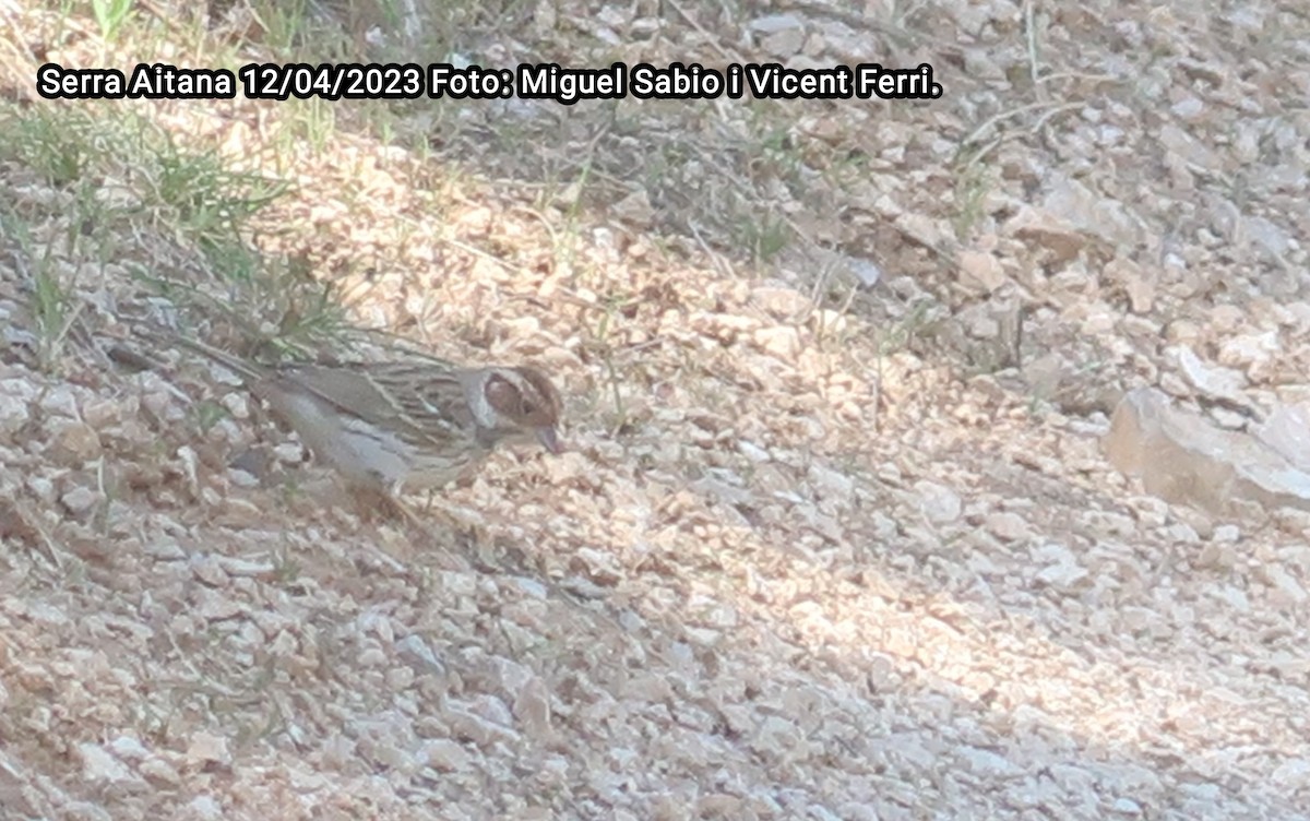 Little Bunting - Miguel Sabio
