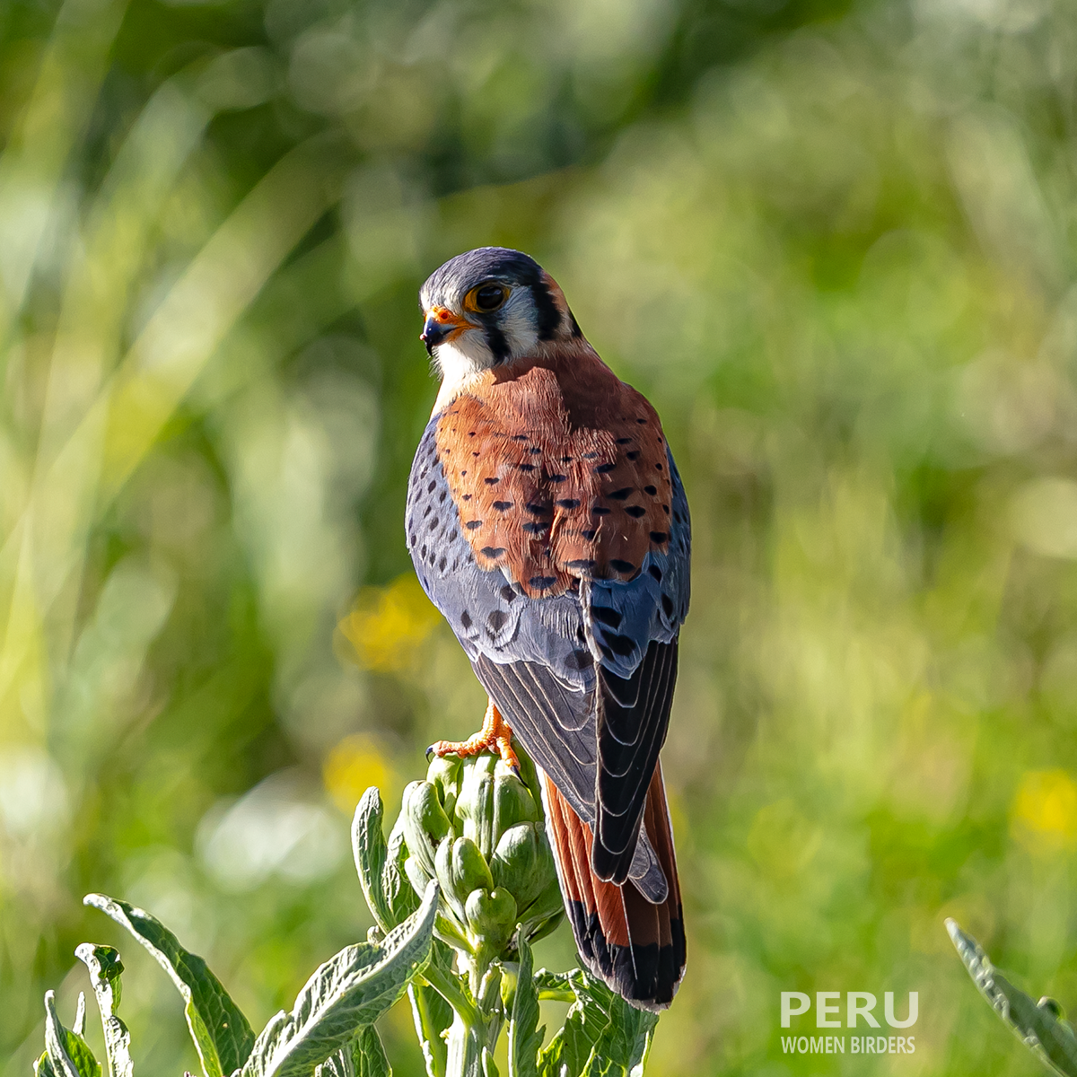 American Kestrel - Peru Women Birders - PWB