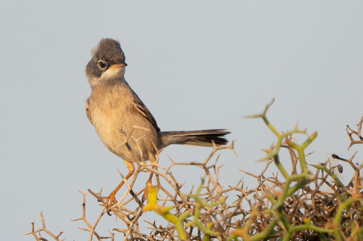 Spectacled Warbler - ML556829231