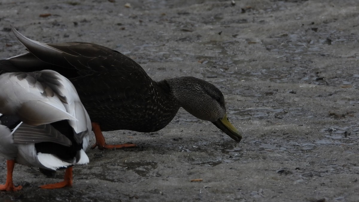 American Black Duck - ML556829741