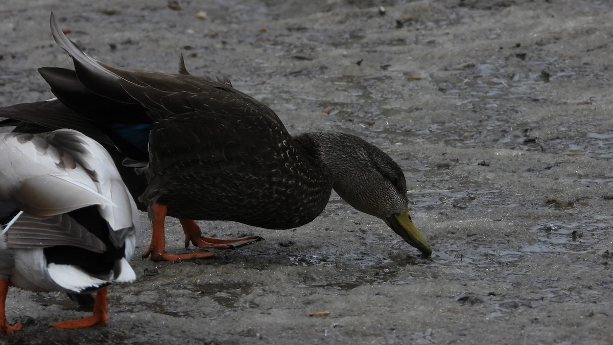 American Black Duck - ML556829781