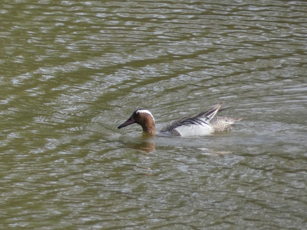 Garganey - ML556829841