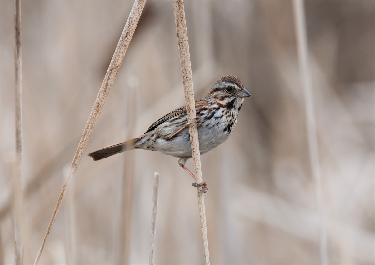 Song Sparrow - ML556829911