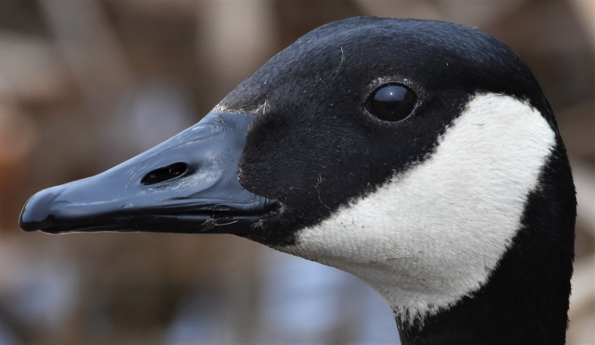 Canada Goose - Ted Stewart