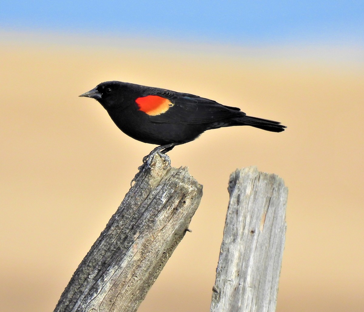 Red-winged Blackbird - ML556830141