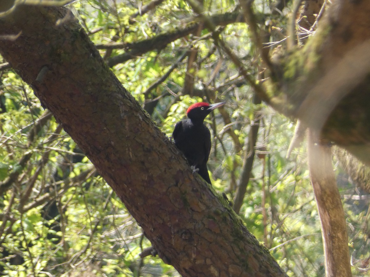 Black Woodpecker - ML556830351