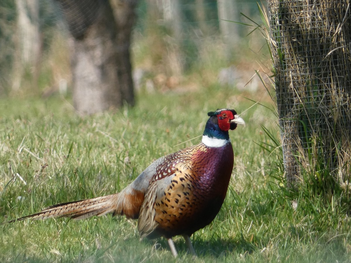 Ring-necked Pheasant - ML556830521