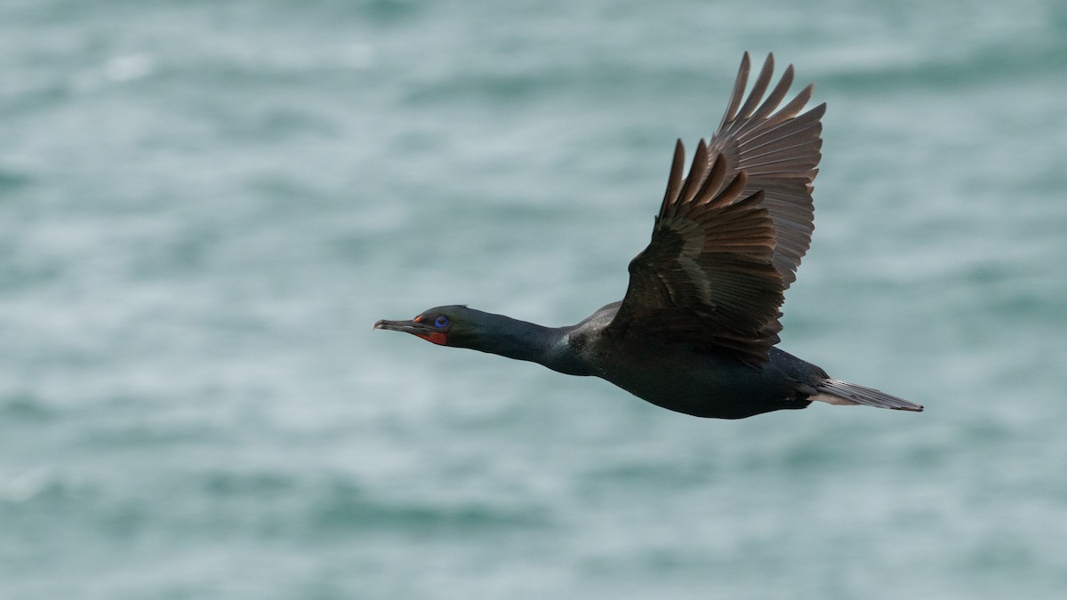 Stewart Island Shag - Sarah Guiheux