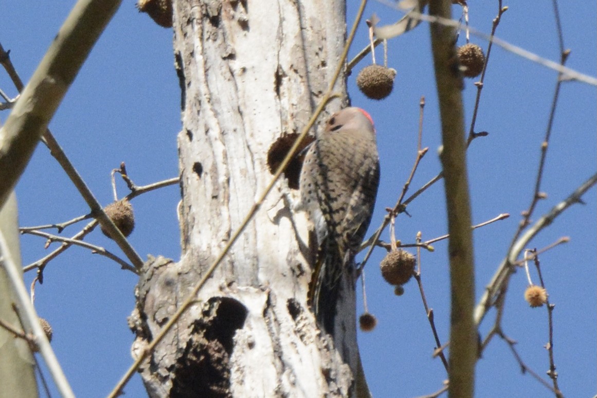 Northern Flicker - ML556830831