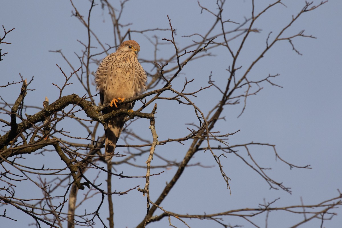 Eurasian Kestrel (Eurasian) - ML556830901