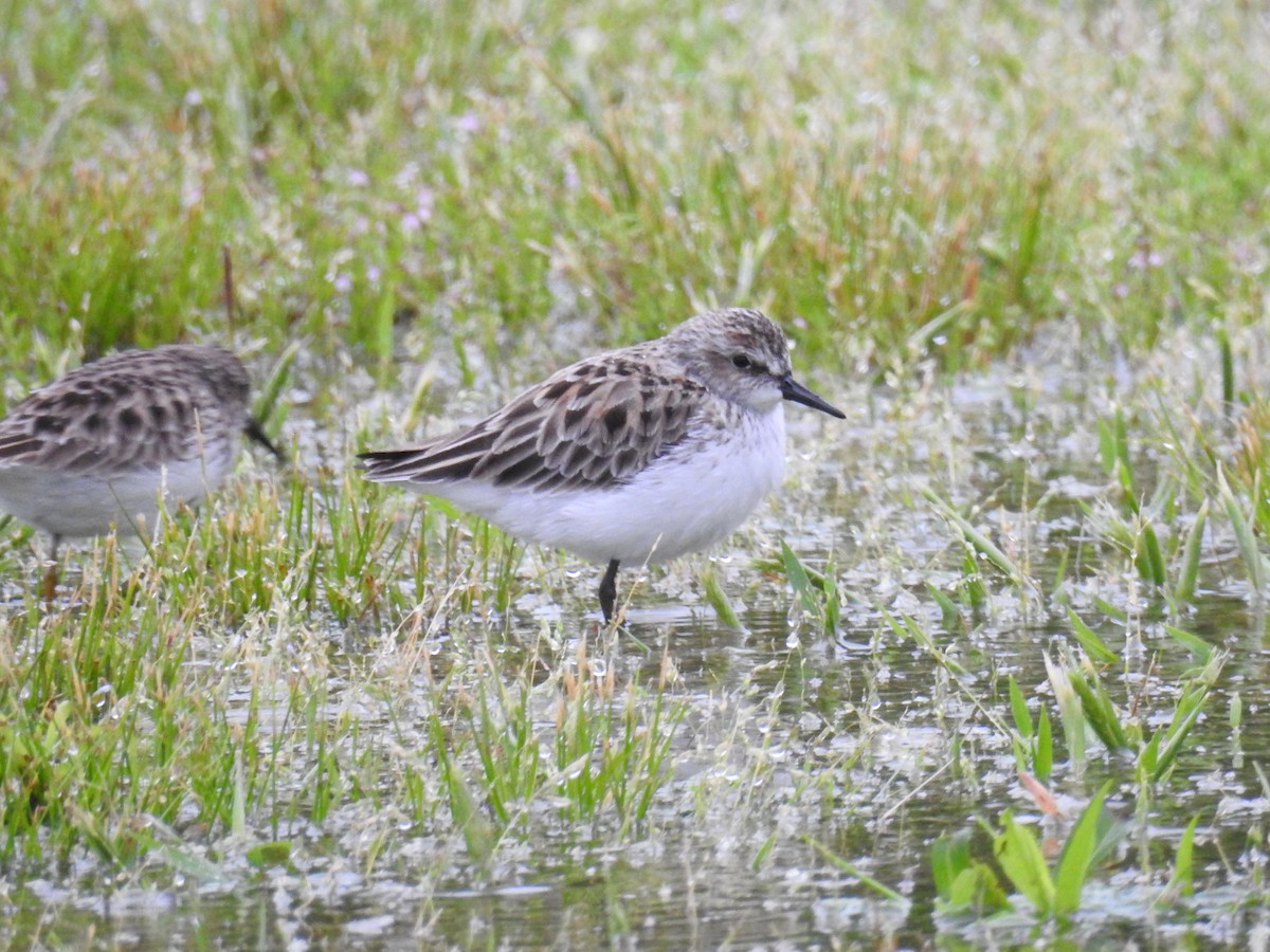 Semipalmated Sandpiper - ML55683091