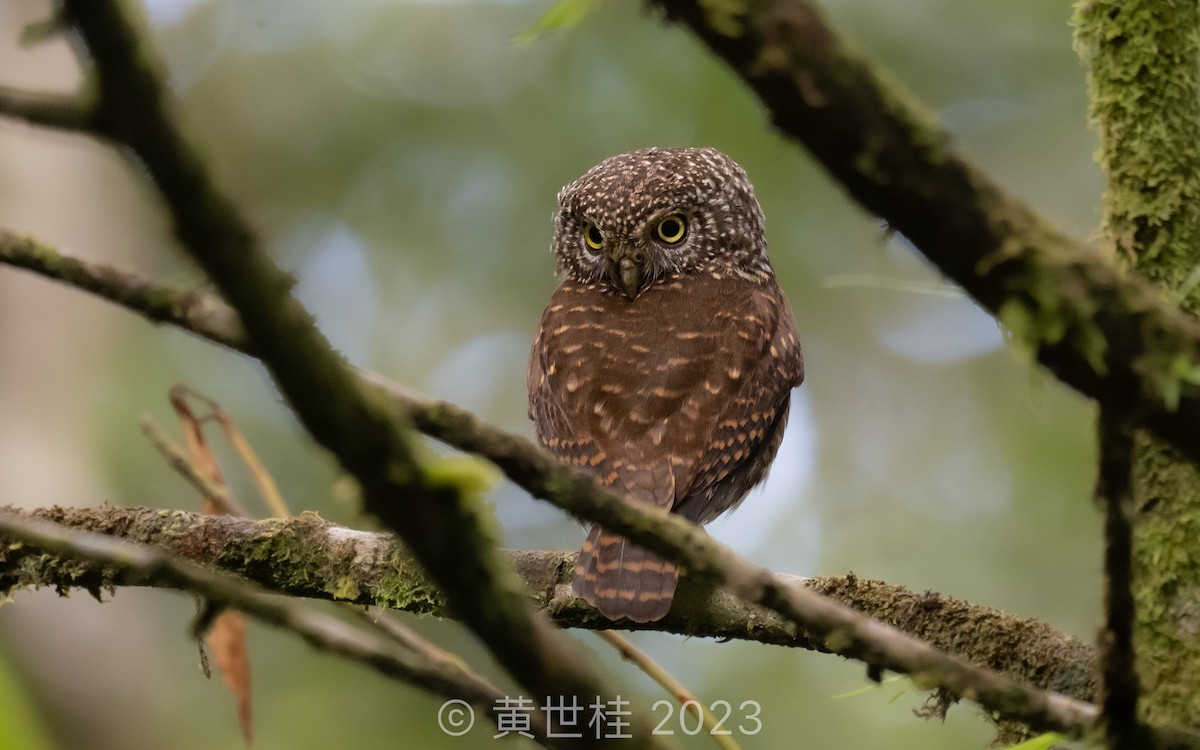 Sunda Owlet - Shigui Huang