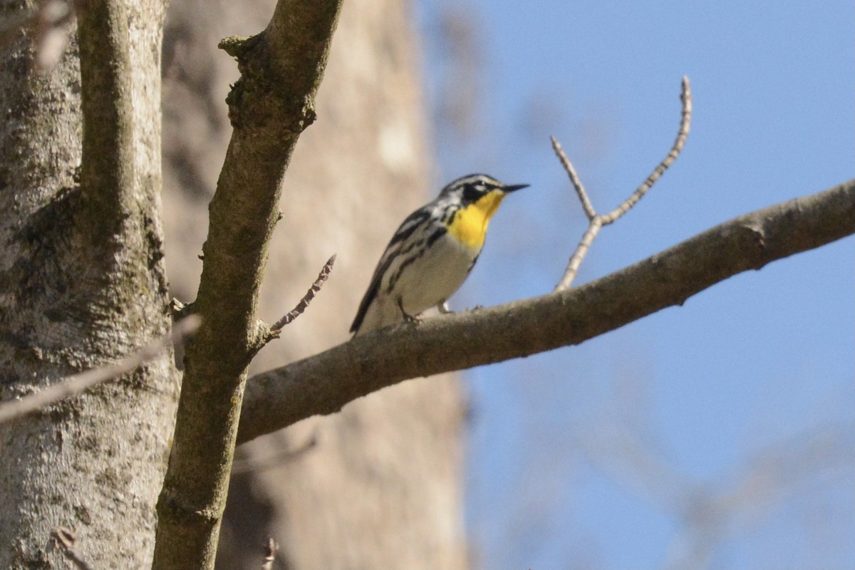 Yellow-throated Warbler - ML556831141