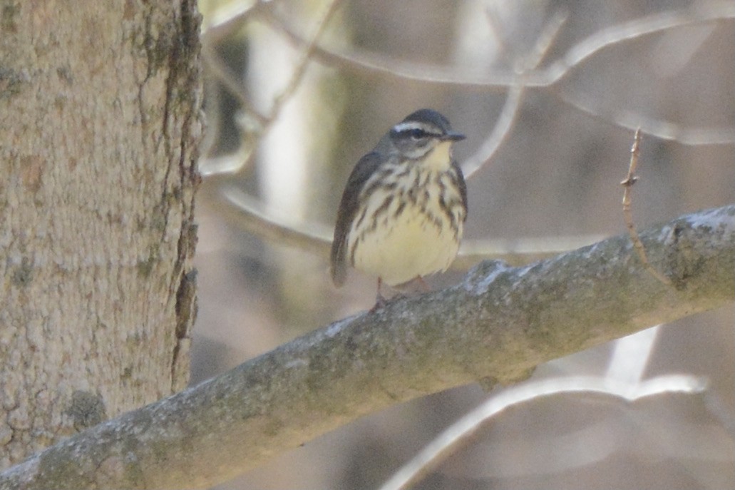 Louisiana Waterthrush - ML556831231