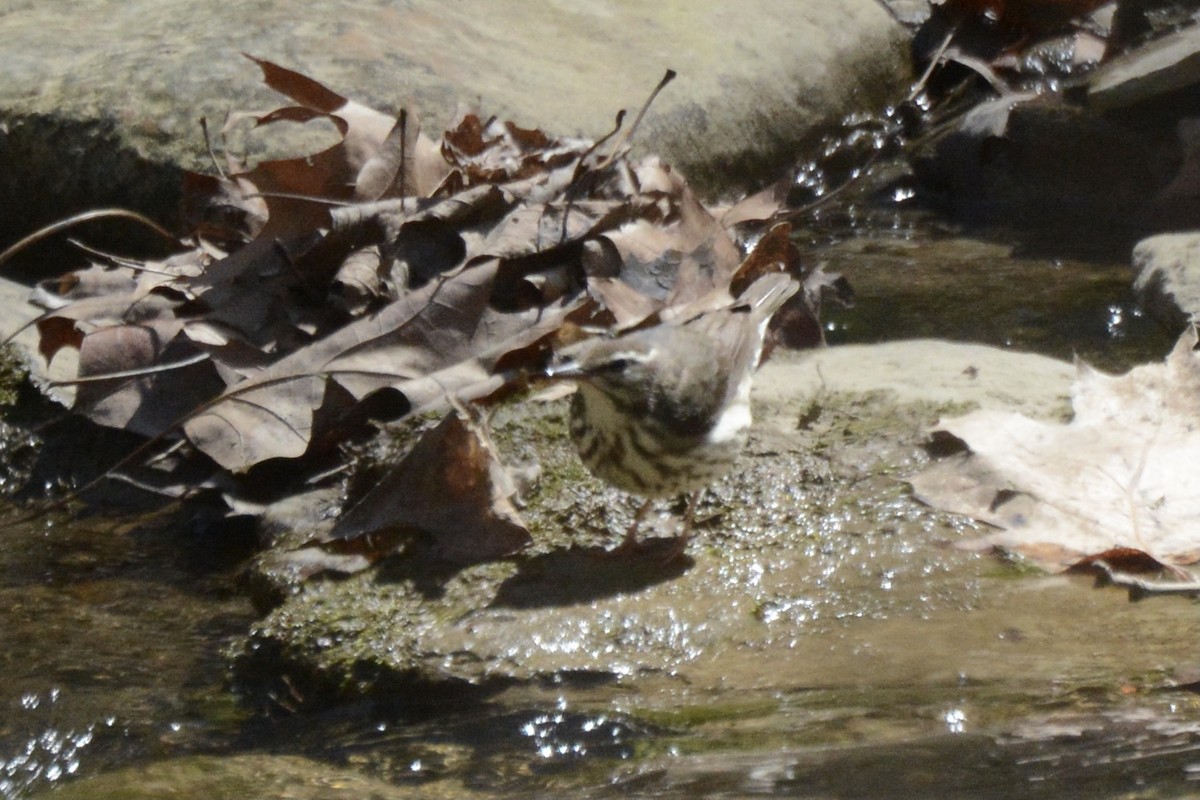 Louisiana Waterthrush - ML556831241