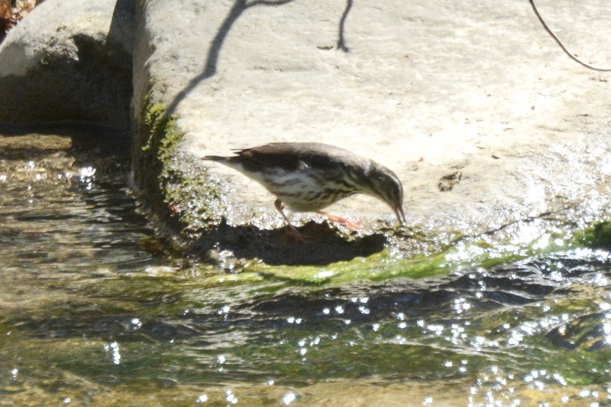 Louisiana Waterthrush - ML556831261