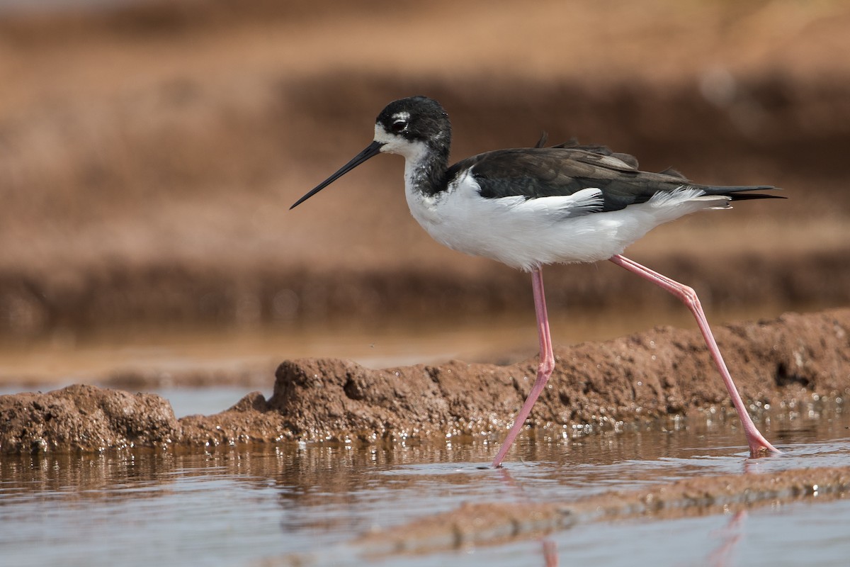 Black-necked Stilt (Hawaiian) - Michael Stubblefield