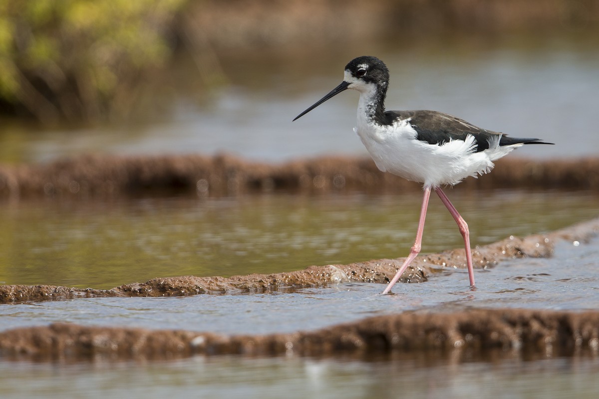 Black-necked Stilt (Hawaiian) - Michael Stubblefield