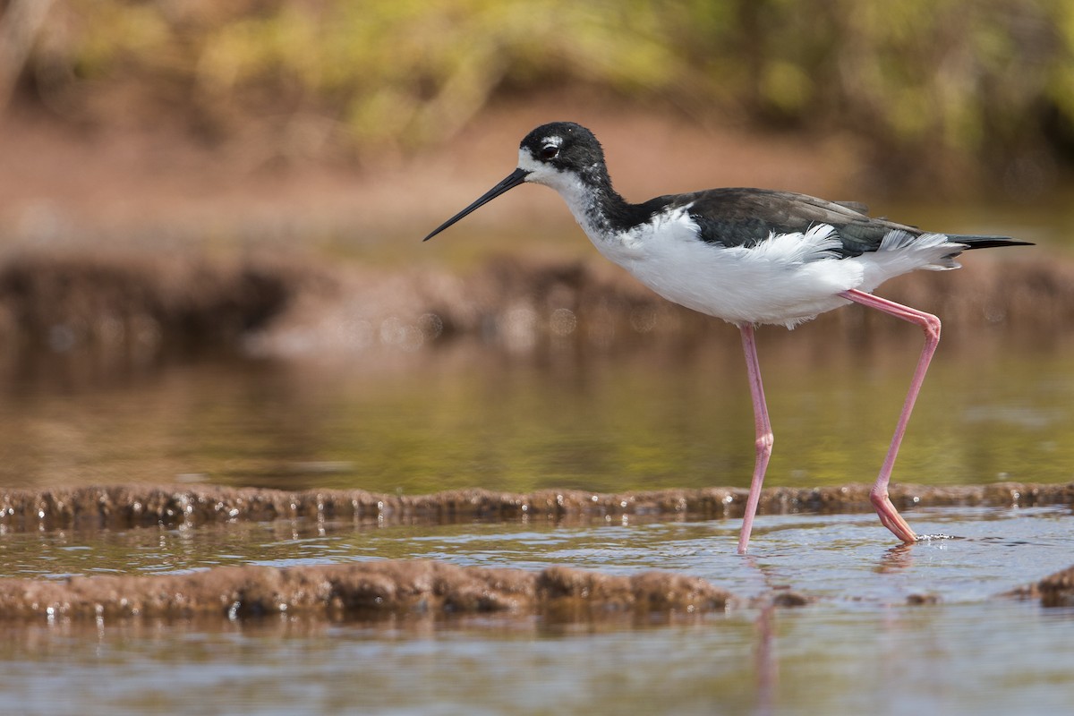 Black-necked Stilt (Hawaiian) - Michael Stubblefield