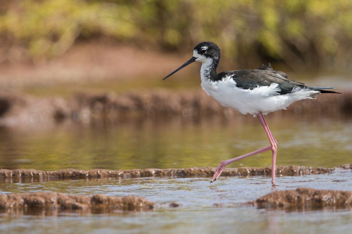 Black-necked Stilt (Hawaiian) - Michael Stubblefield