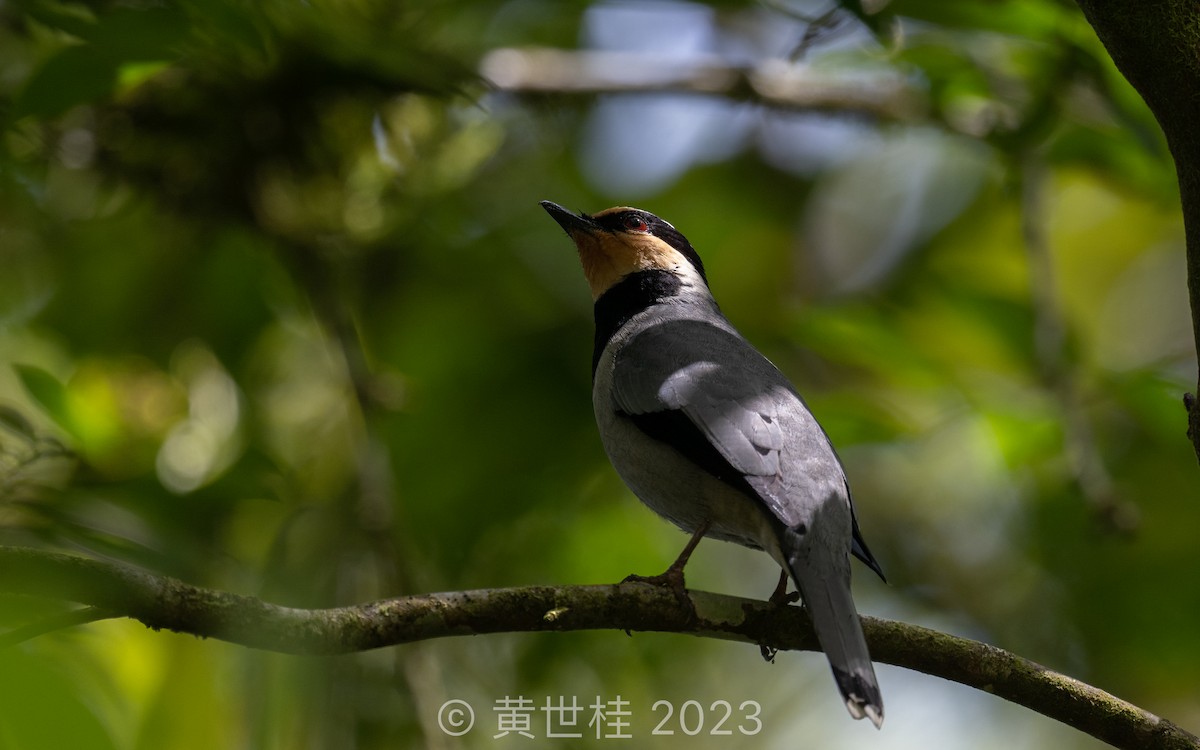 Fruit-hunter - Shigui Huang