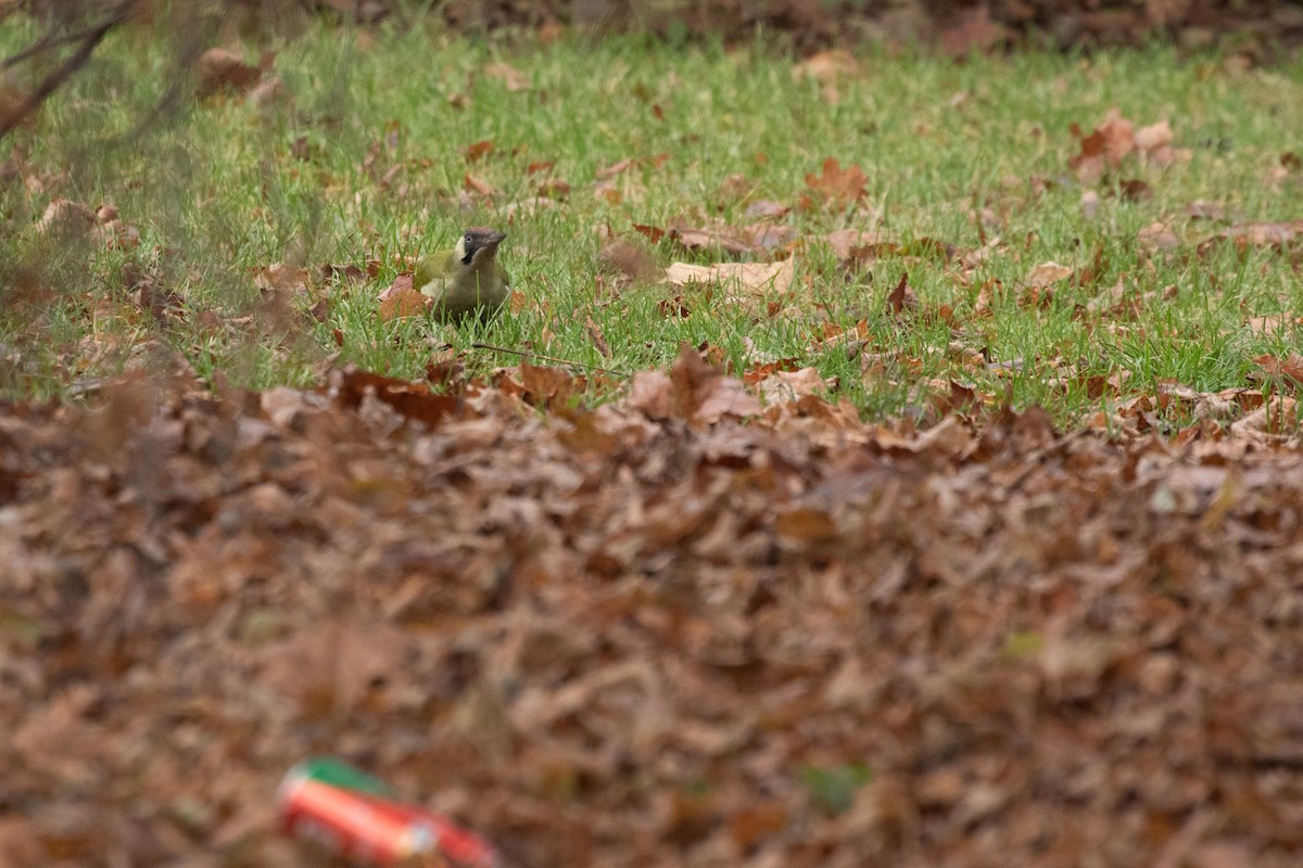 Eurasian Green Woodpecker - ML556832971