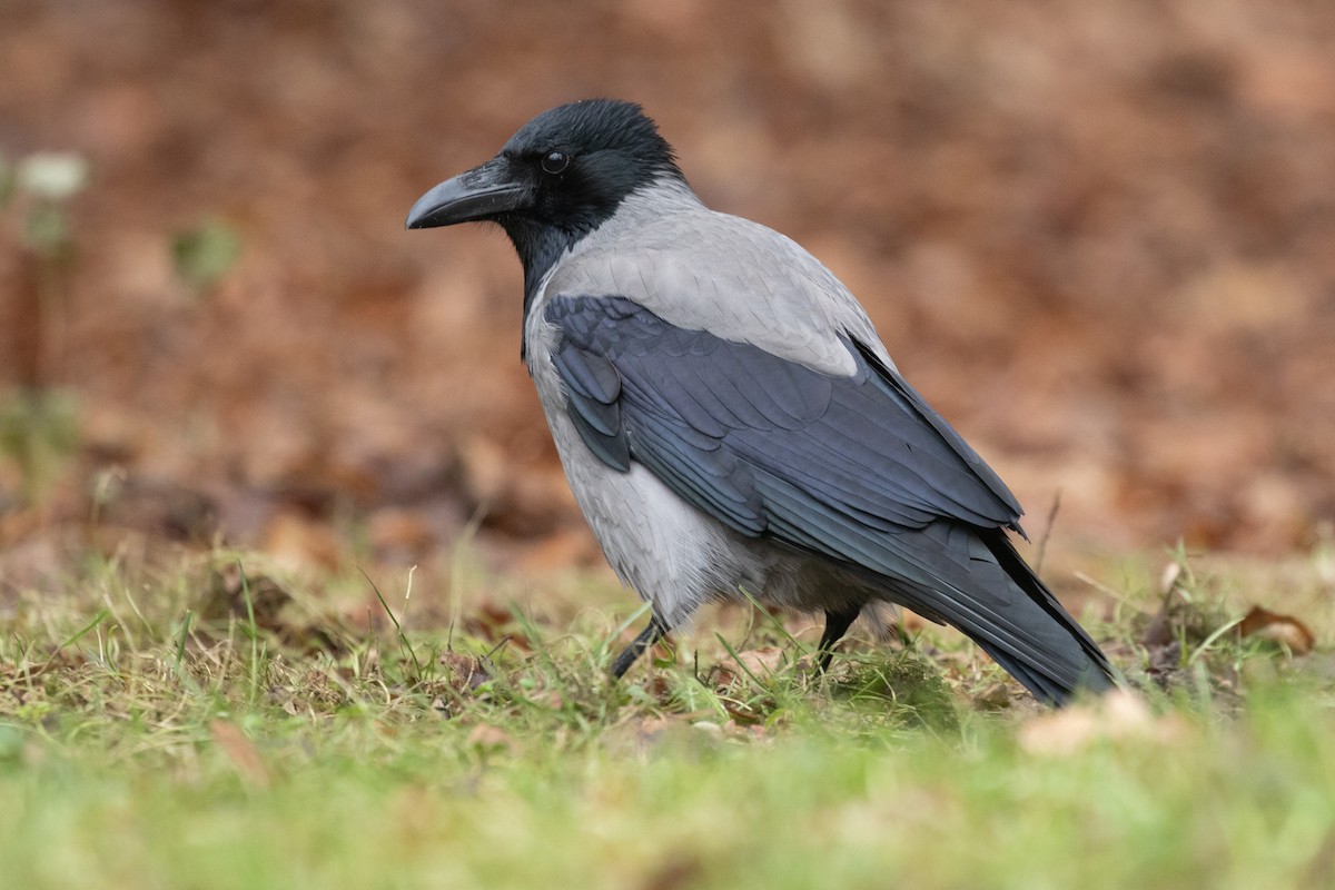 Hooded Crow - ML556833121