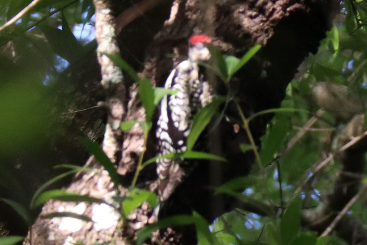 Yellow-bellied Sapsucker - ML556833161