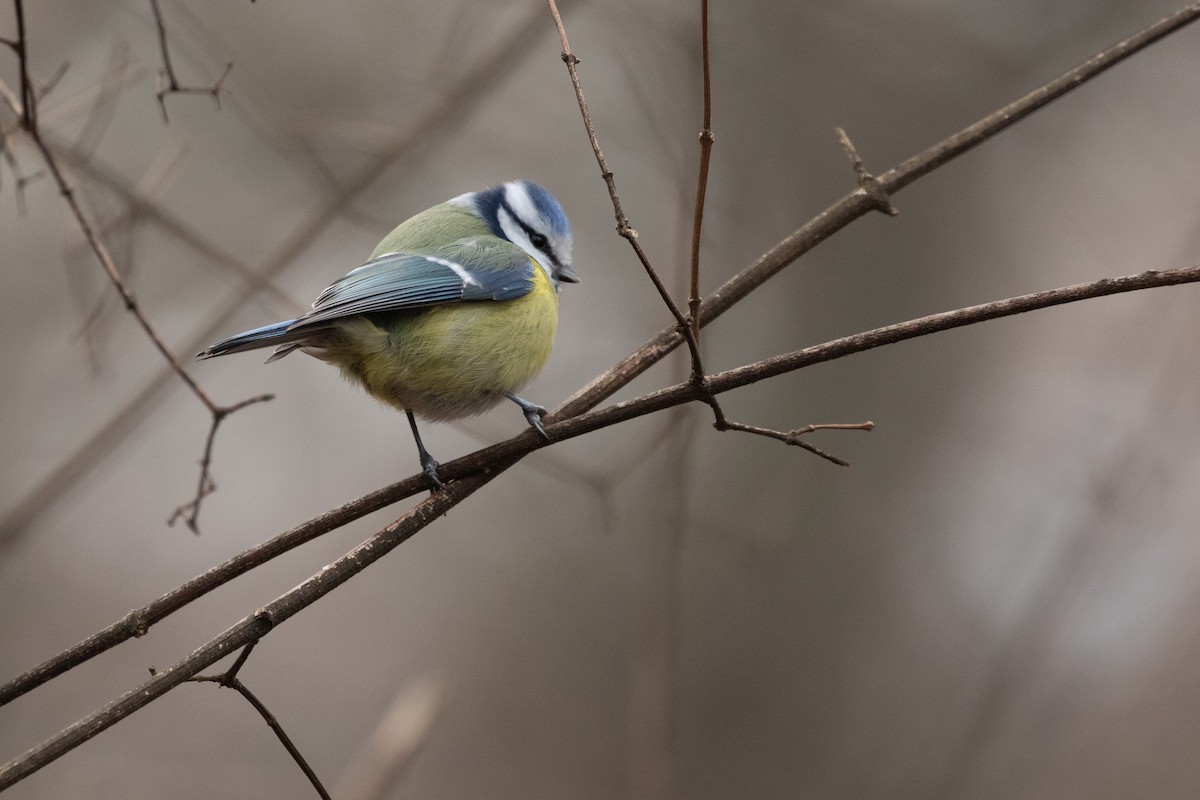 Eurasian Blue Tit - ML556833231