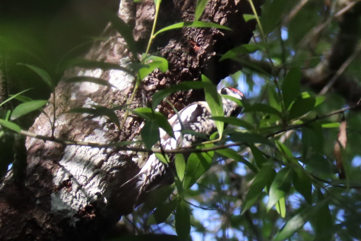 Yellow-bellied Sapsucker - ML556833241