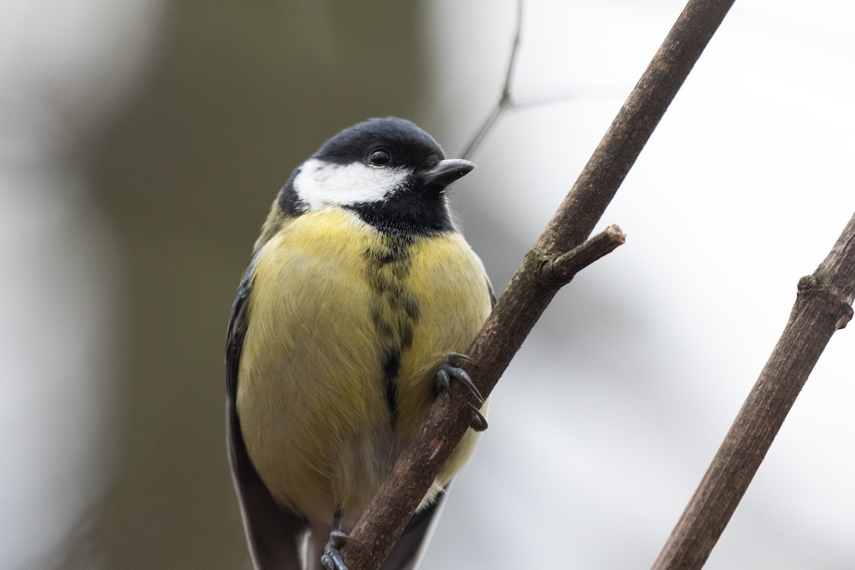 Great Tit - ML556833351