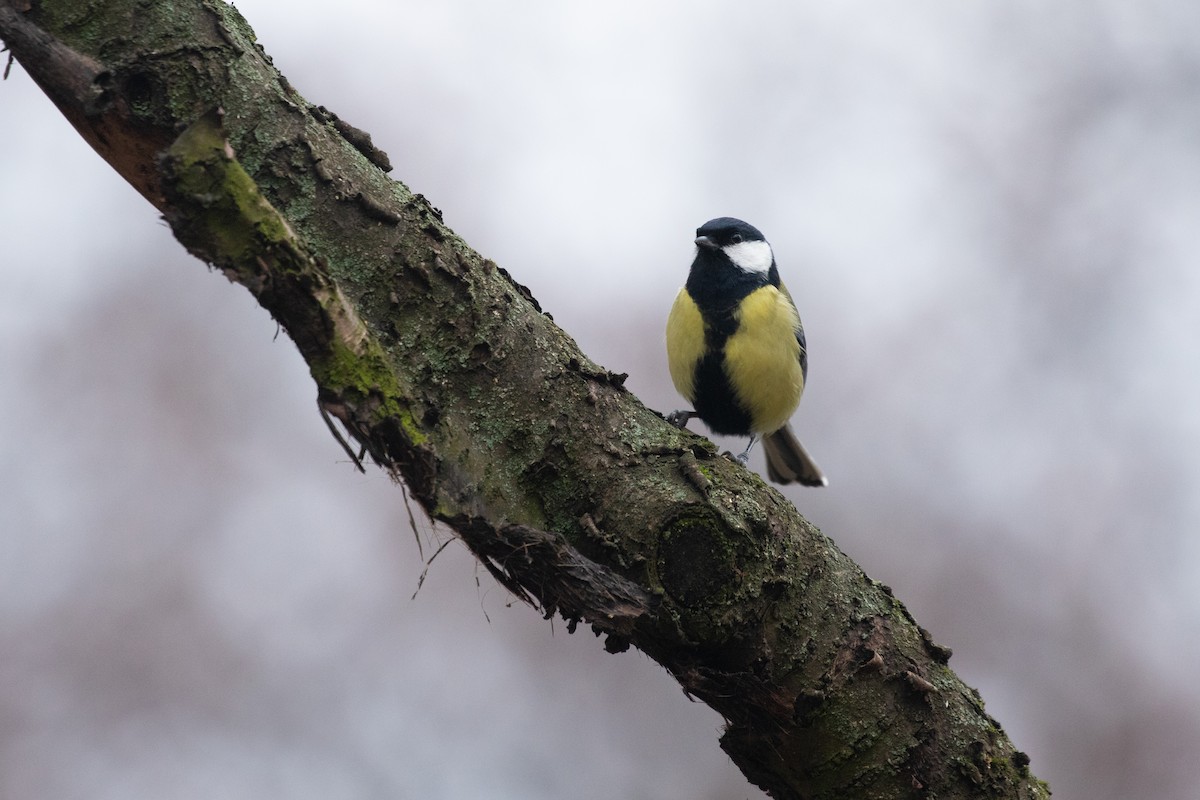 Great Tit - ML556833361