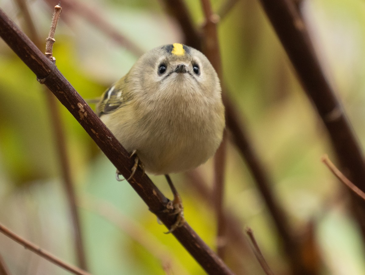 Goldcrest - ML556833441