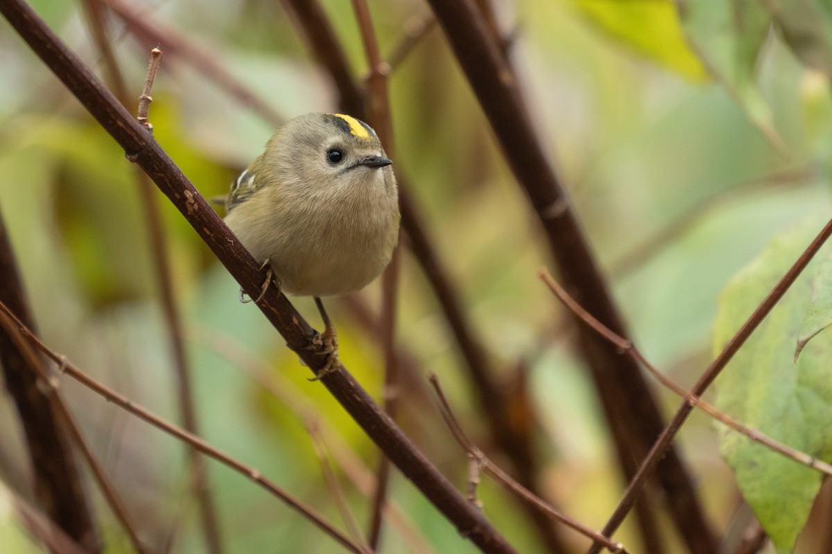 Goldcrest - ML556833461