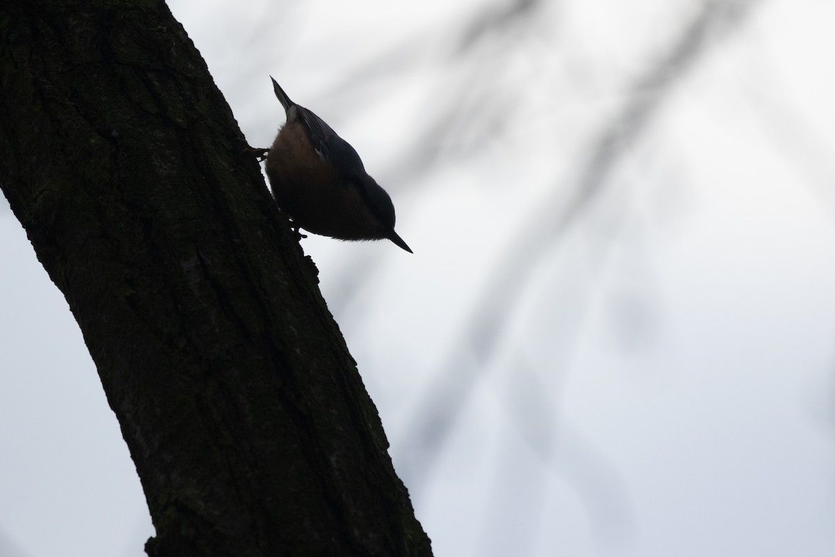 Eurasian Nuthatch - ML556833581