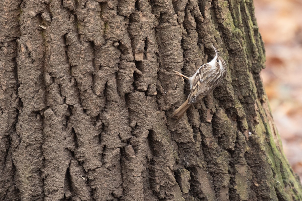 Short-toed Treecreeper - ML556833621