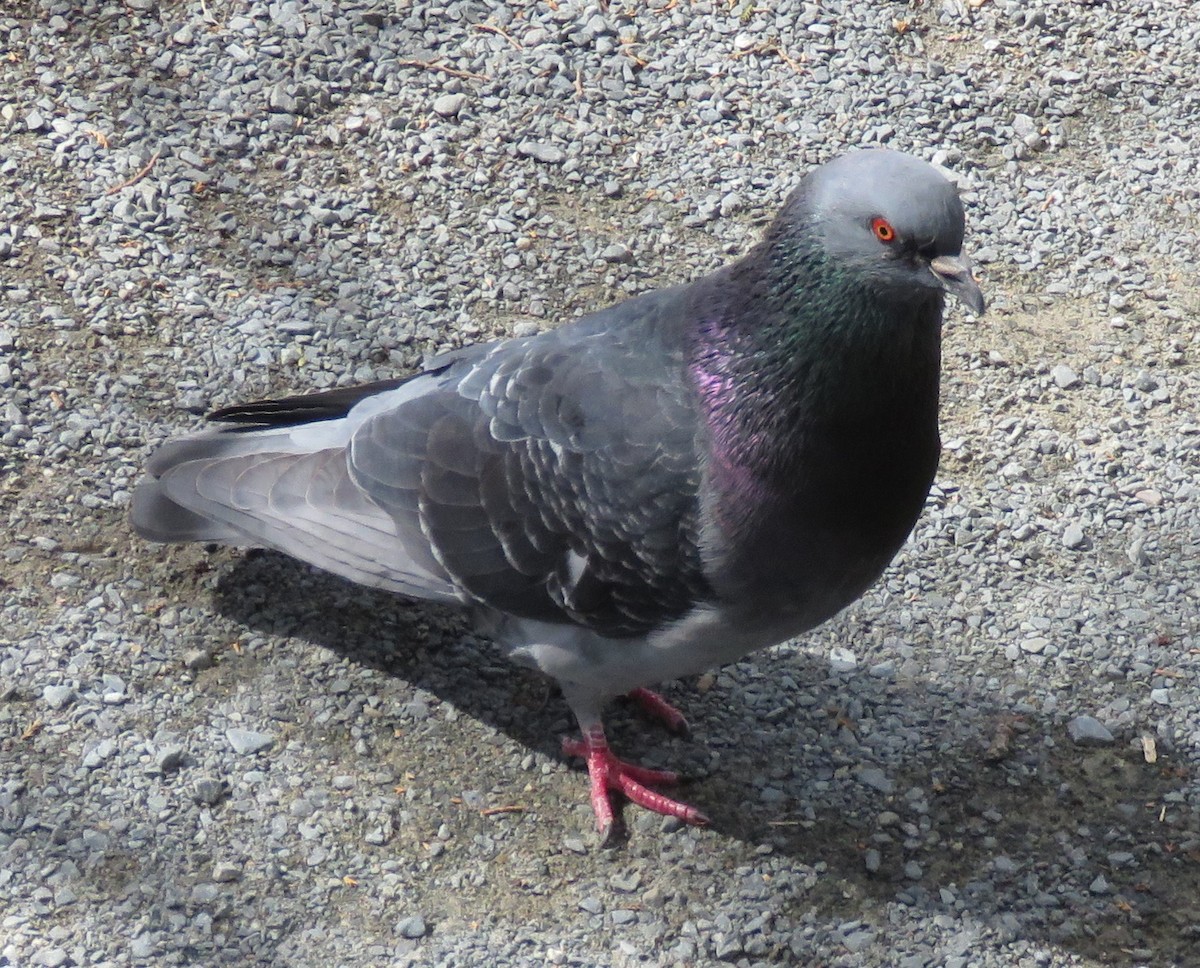 Pigeon biset (forme domestique) - ML556834021