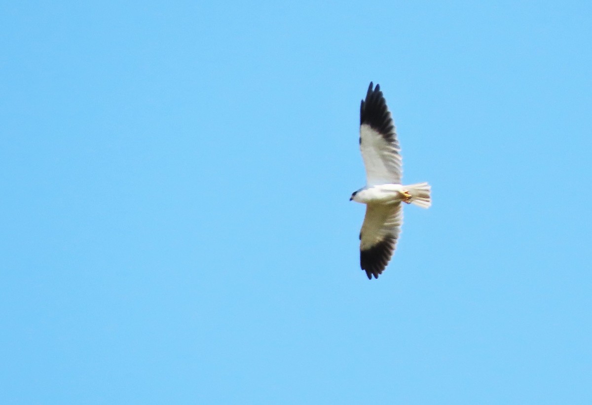 Black-winged Kite - ML556834091