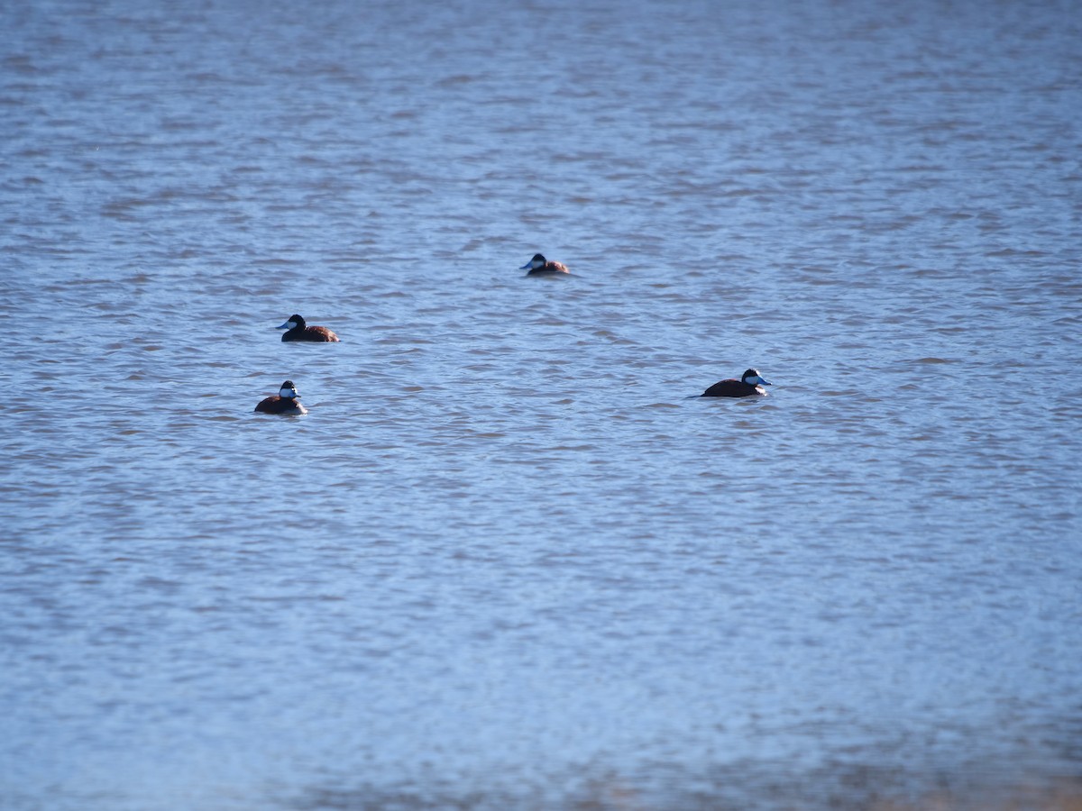 Ruddy Duck - ML556835151