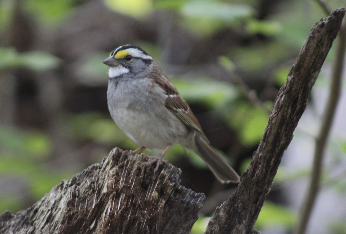 White-throated Sparrow - ML556835311
