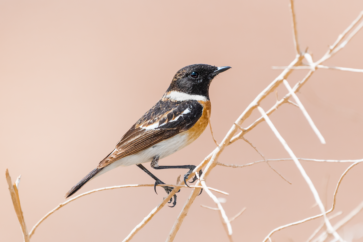 Siberian Stonechat - ML556836441