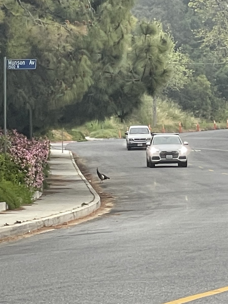 páv korunkatý (domestikovaný) - ML556837771