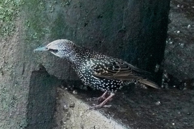 歐洲椋鳥 - ML556838421