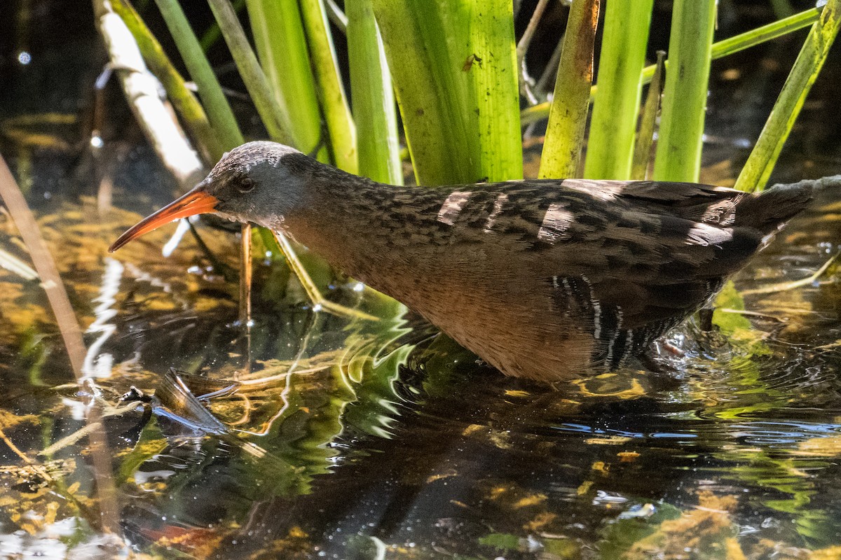 Virginia Rail - ML55683871