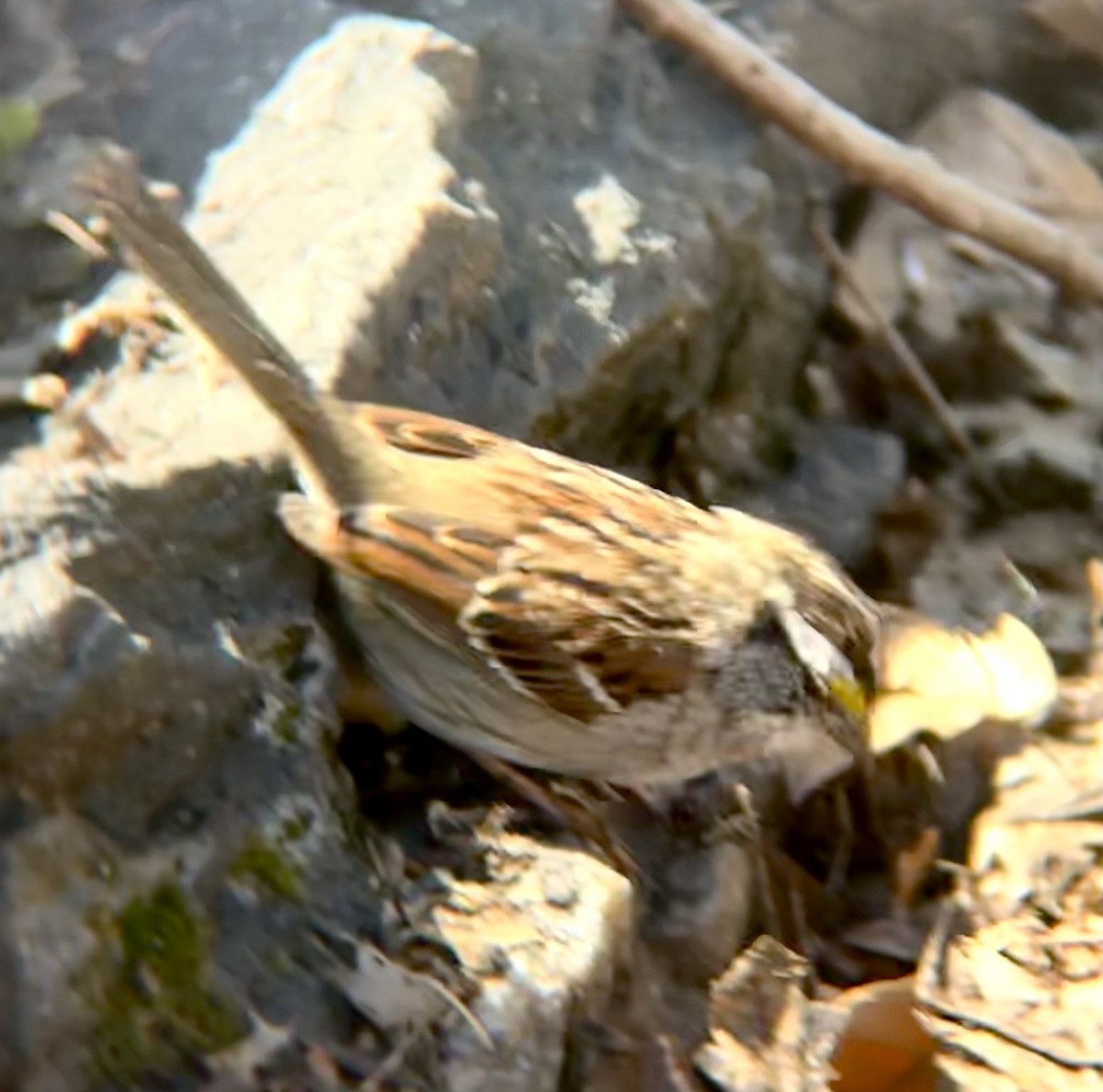 White-throated Sparrow - Jonah Wieser