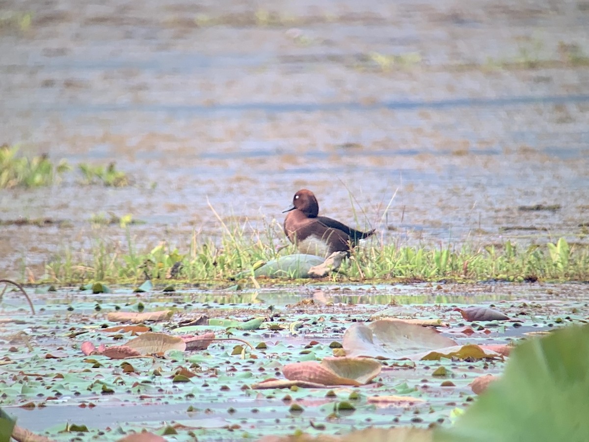 Ferruginous Duck - ML556839031