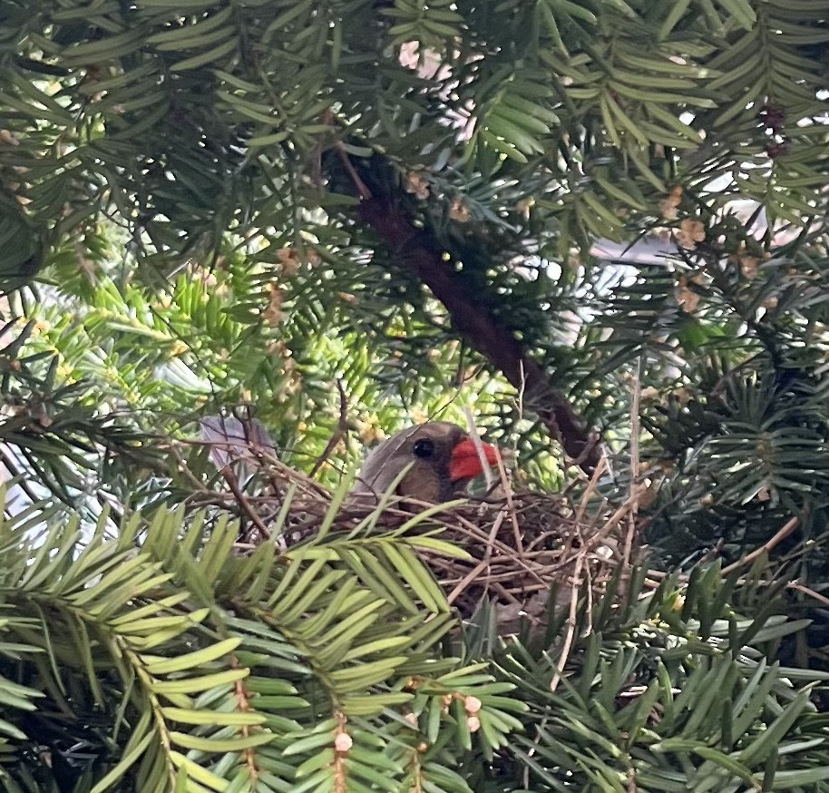 Northern Cardinal - ML556839051