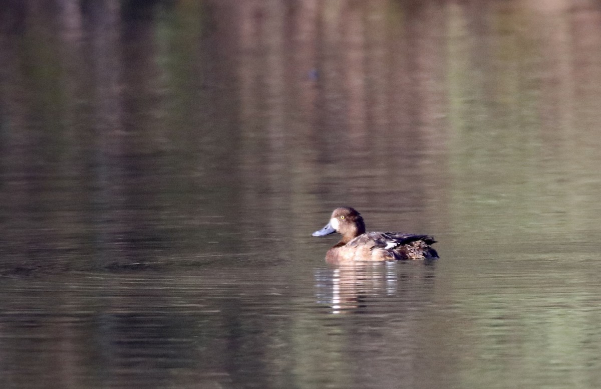 Greater Scaup - ML556840251