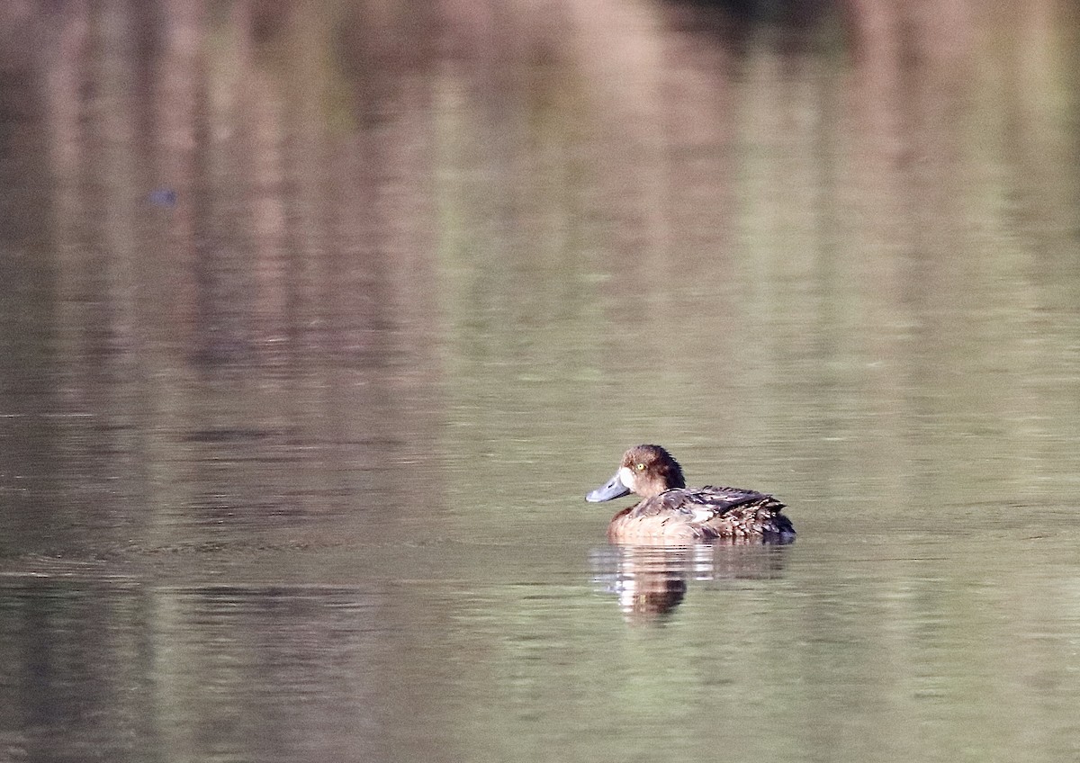 Greater Scaup - ML556840281