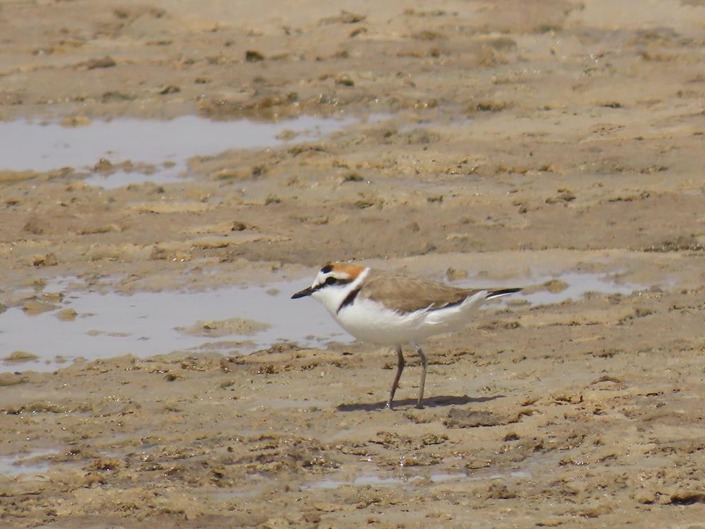 Kentish Plover - ML556840481